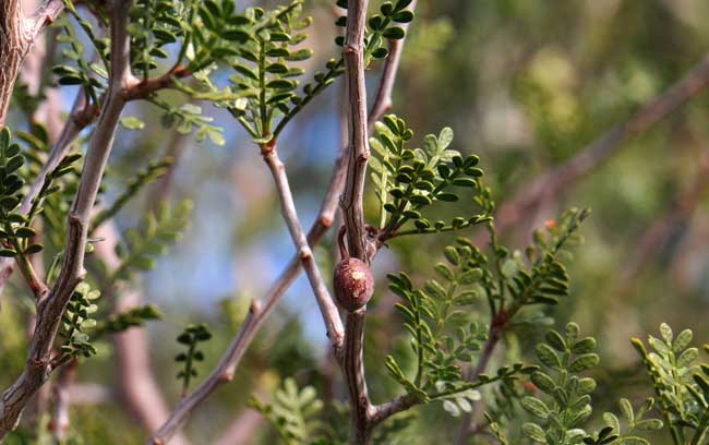 Elephant Tree is fragrant species with pinnately compound leaves. Fruits are hanging drupes. Bursera microphylla